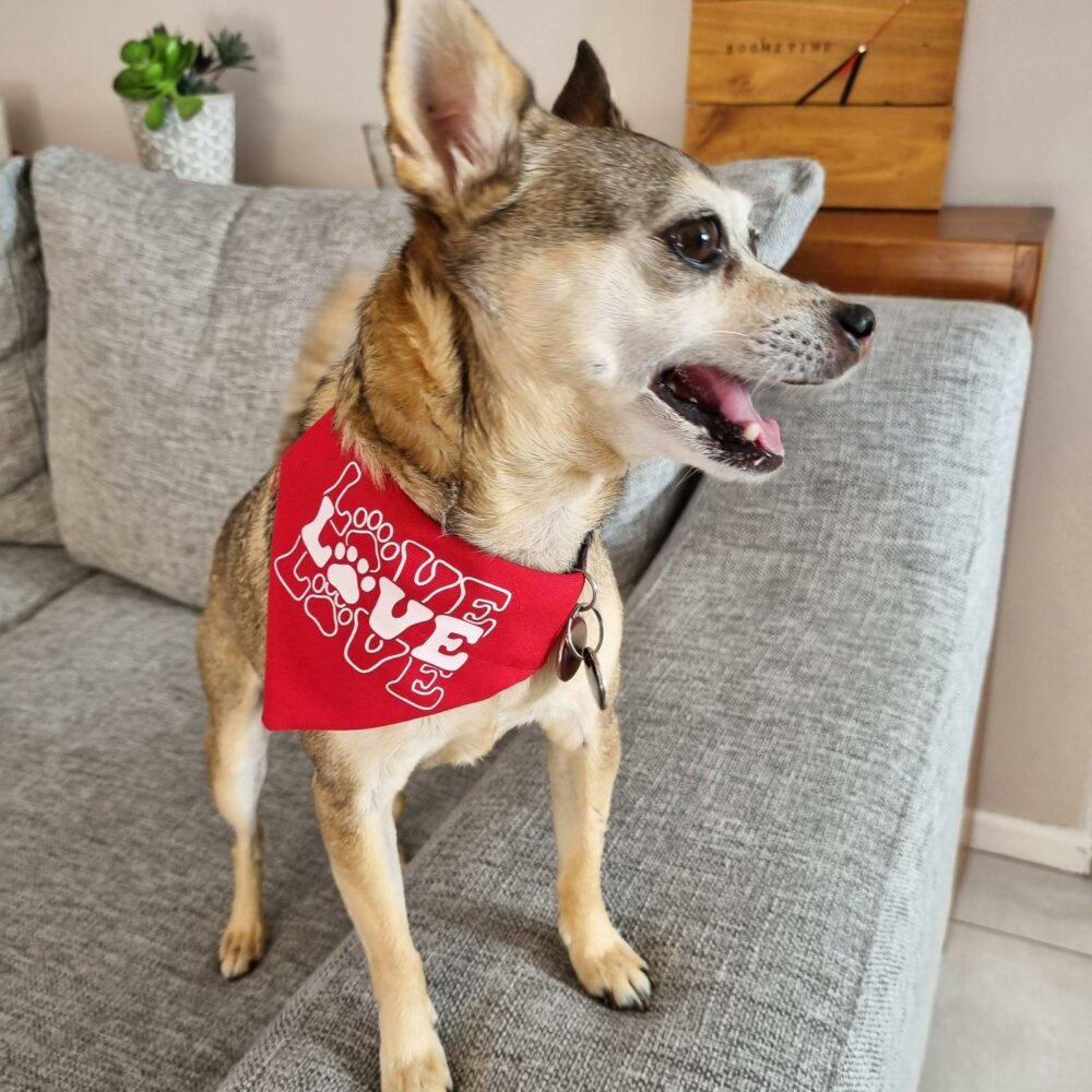 Love Love Love Dog Bandana