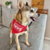 Love Love Love Dog Bandana