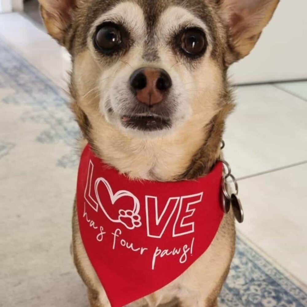 Love has Four Paws Dog Bandana